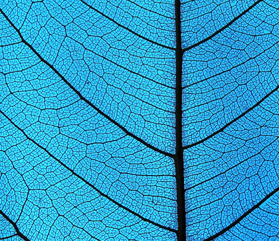 A leaf with a blue tint. Description generated by AI