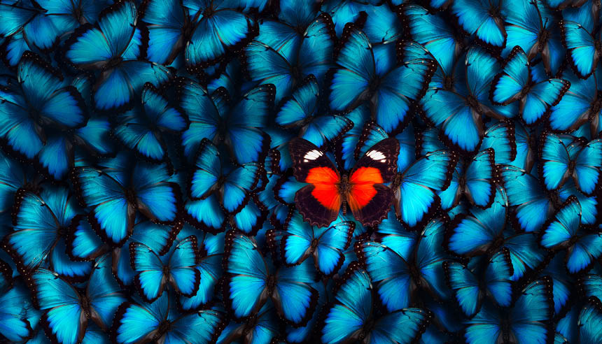 A blue butterfly with an orange wing is surrounded by many other blue butterflies. Description generated by AI